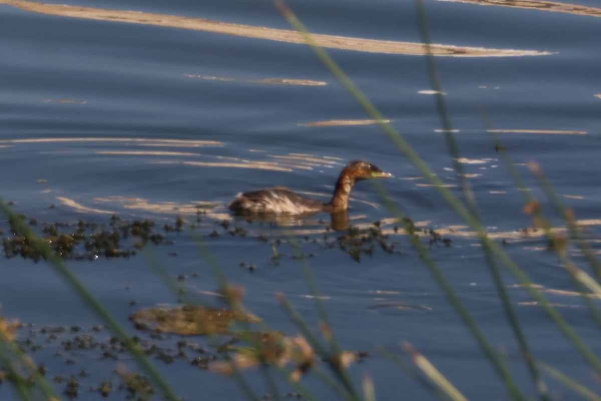 Little Grebe - ML645542653