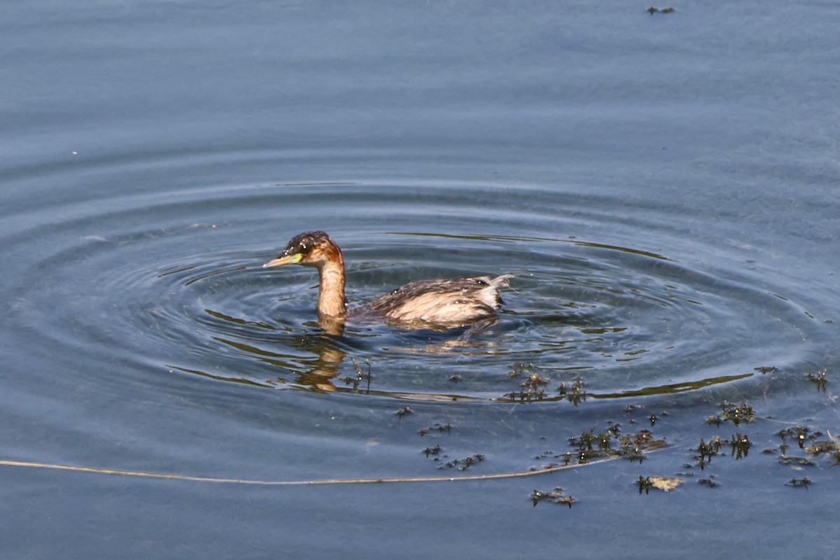 Little Grebe - ML645542654