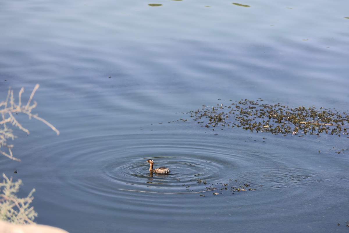 Little Grebe - ML645542655
