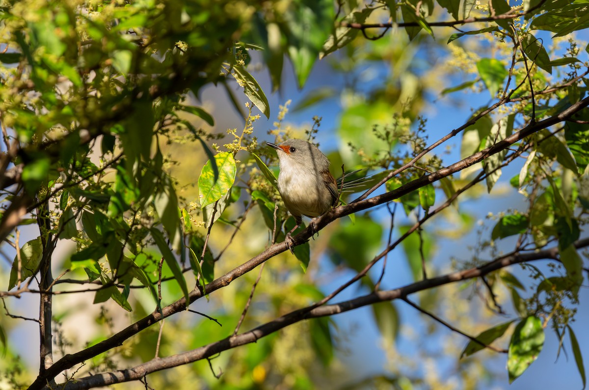 Red-winged Fairywren - ML645542658