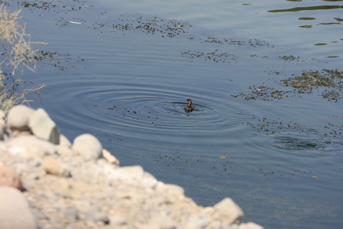 Little Grebe - ML645542659
