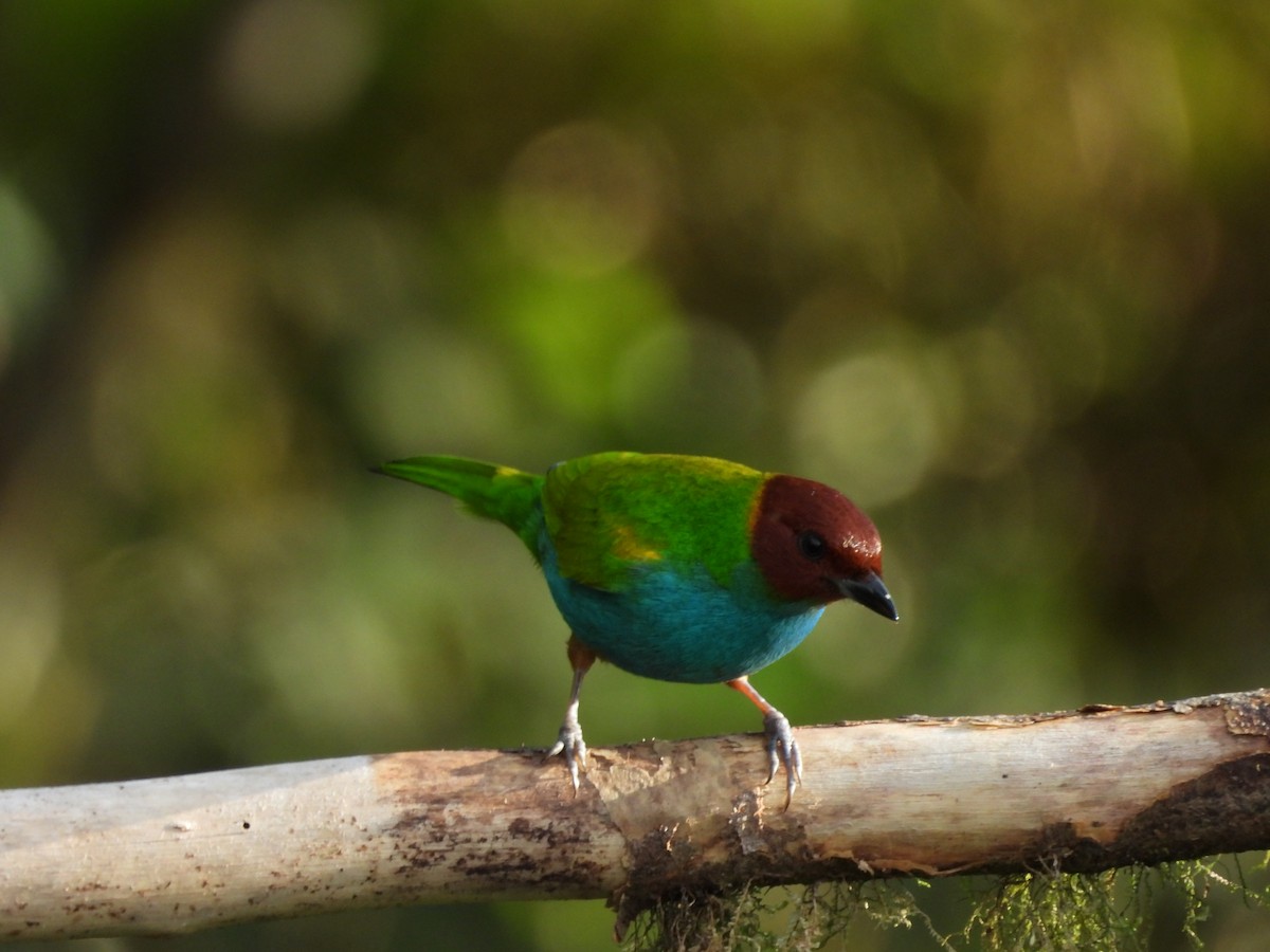 Calliste rouverdin - ML645542661