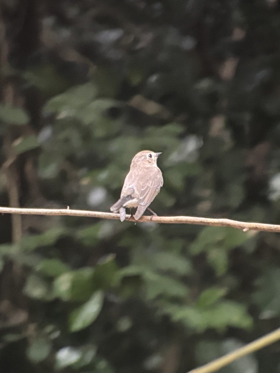 Taiga Flycatcher - ML645542662