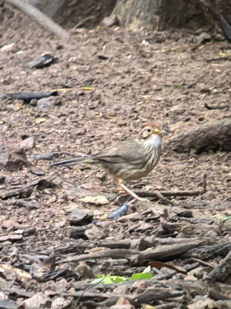 Puff-throated Babbler - ML645542668
