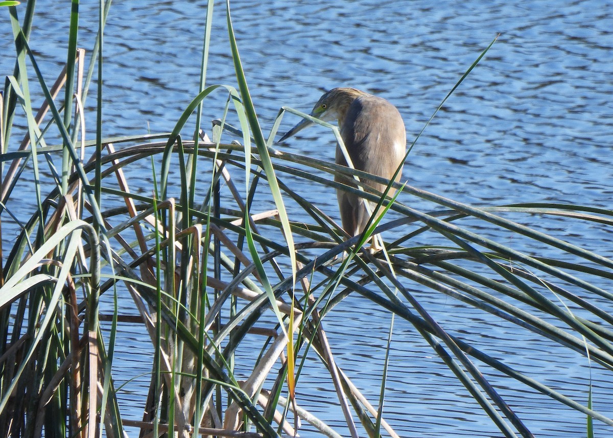 אנפית סוף - ML645542670