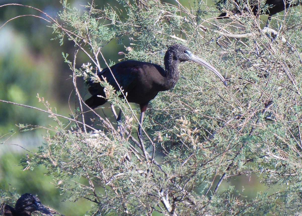 מגלן חום - ML645542671