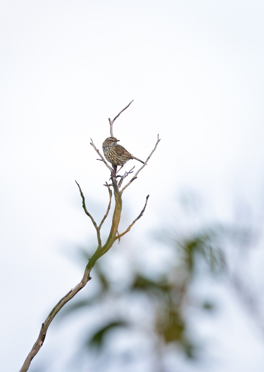 Western Fieldwren - ML645542673