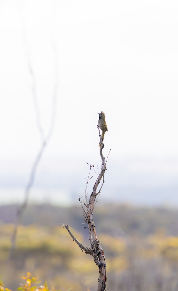 Western Whipbird (Black-throated) - ML645542676