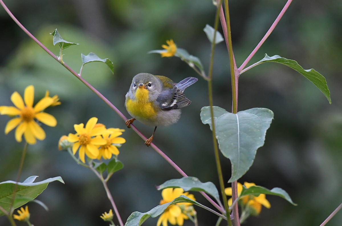 Northern Parula - ML645542677