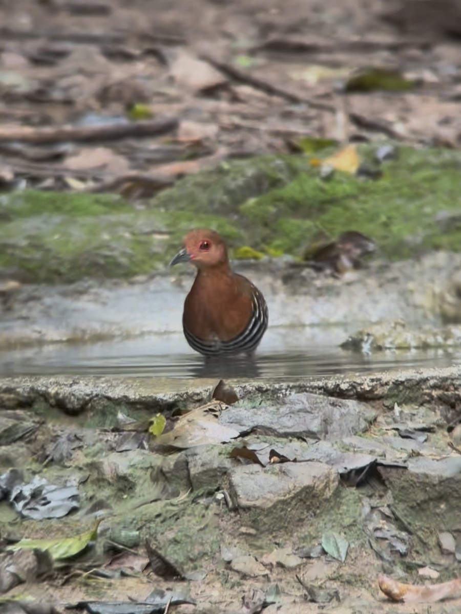 Red-legged Crake - ML645542680