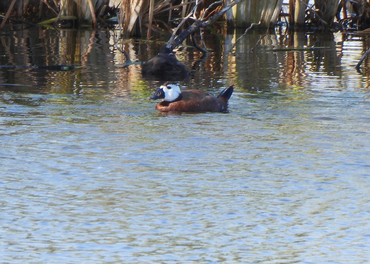 צחראש לבן - ML645542681