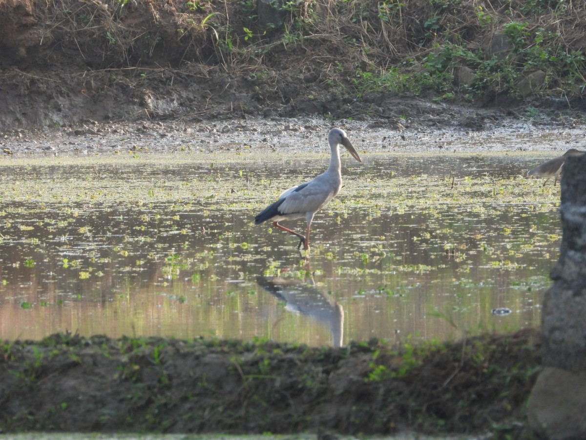 Asian Openbill - ML645542682