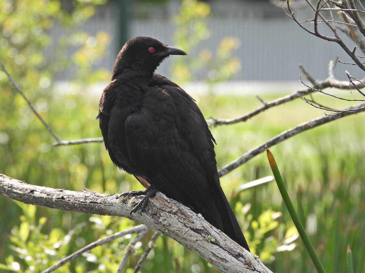 White-winged Chough - ML645542684