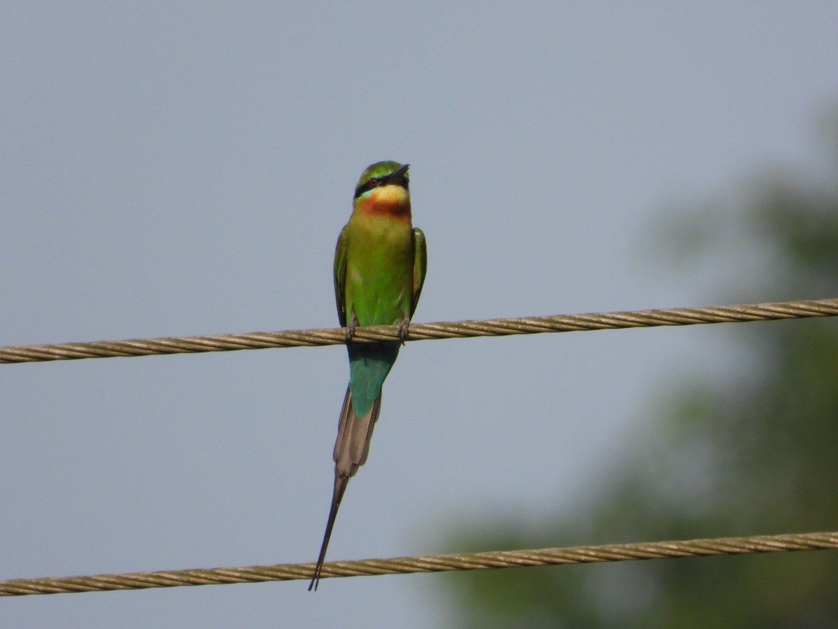 Blue-tailed Bee-eater - ML645542688