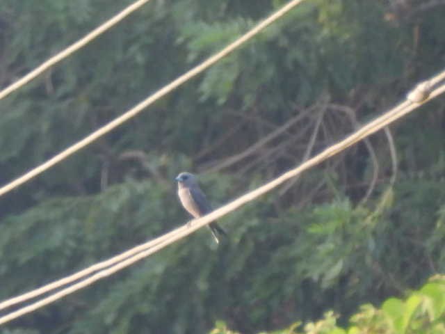 Ashy Woodswallow - ML645542691