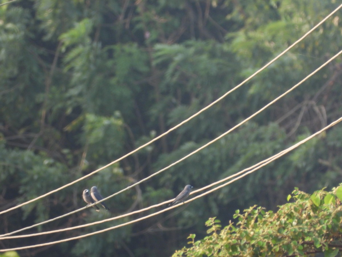 Ashy Woodswallow - ML645542692