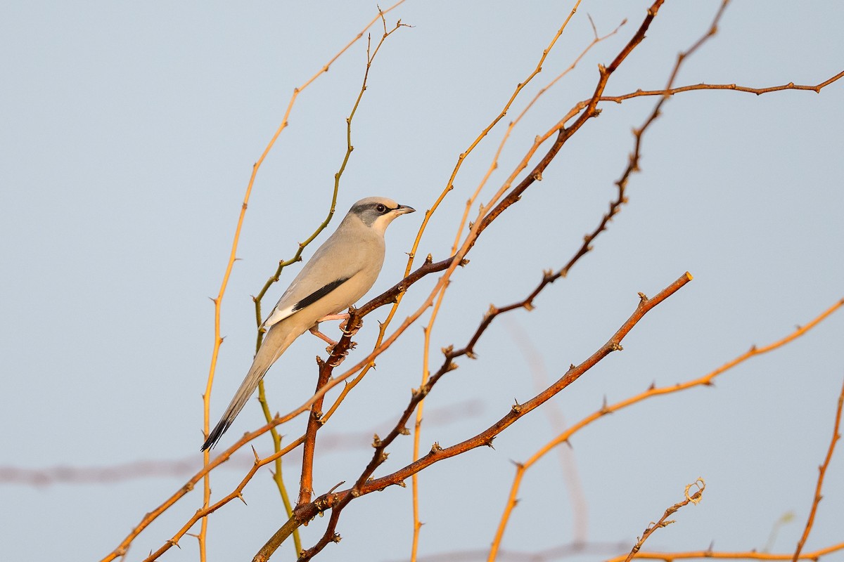 Hypocolius - ML645542698