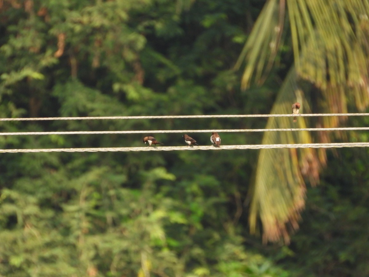 White-rumped Munia - ML645542702