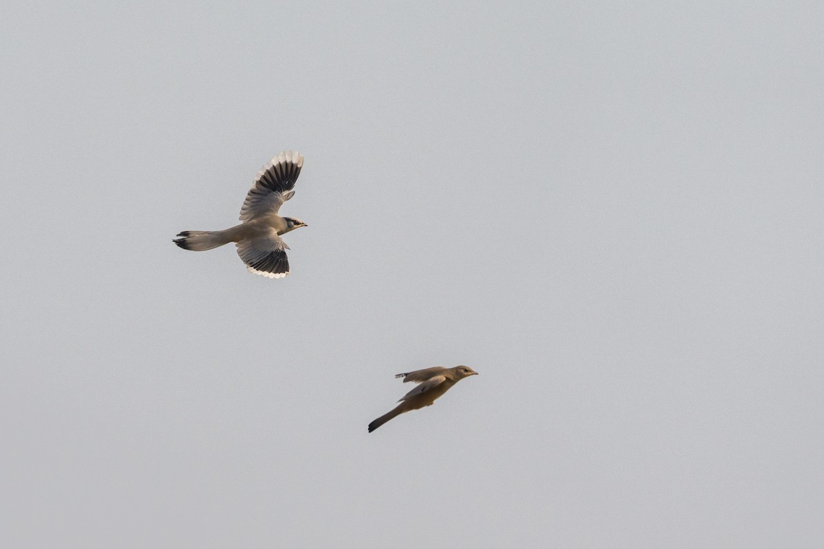 Hypocolius - ML645542703