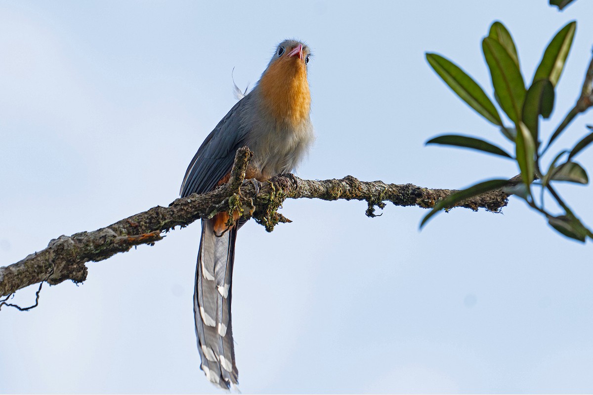 Red-billed Malkoha - ML645542704
