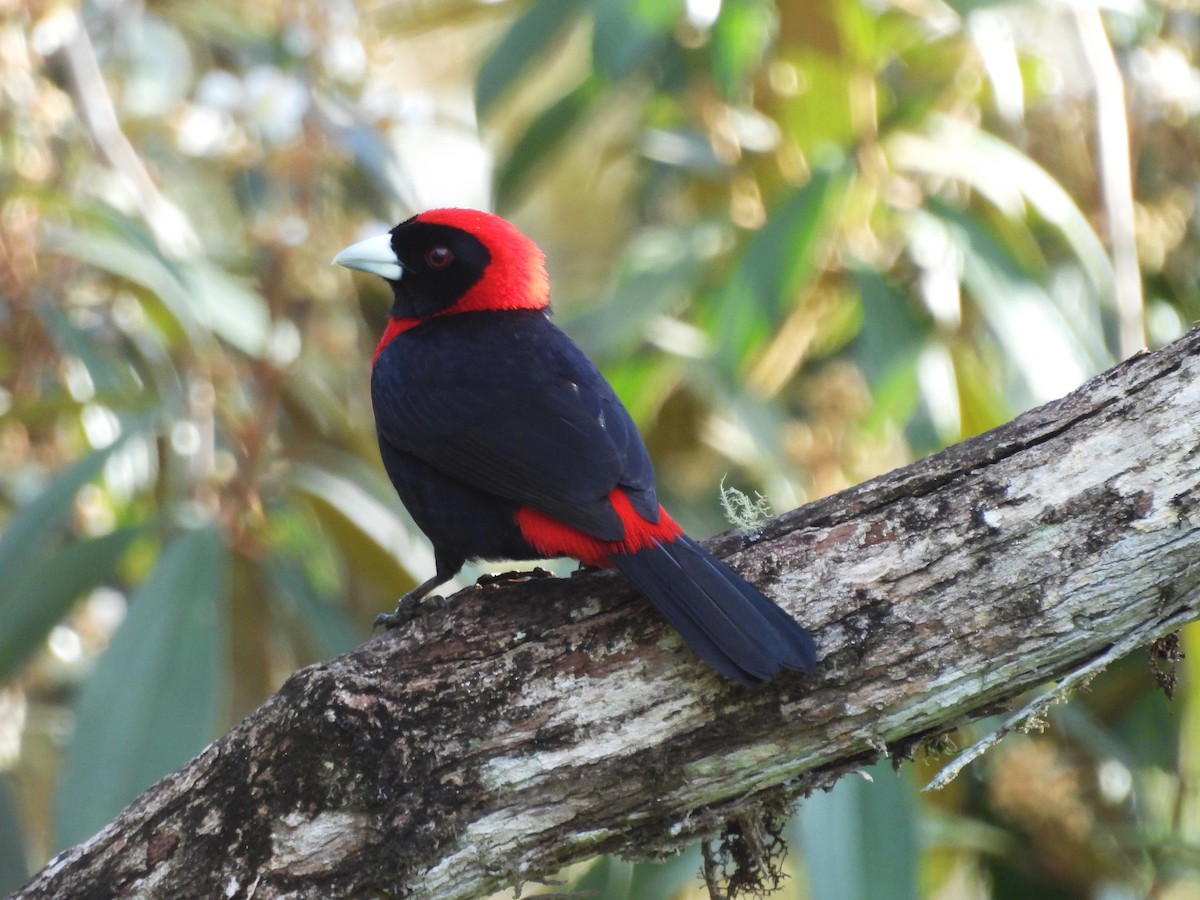 Crimson-collared Tanager - ML645542705