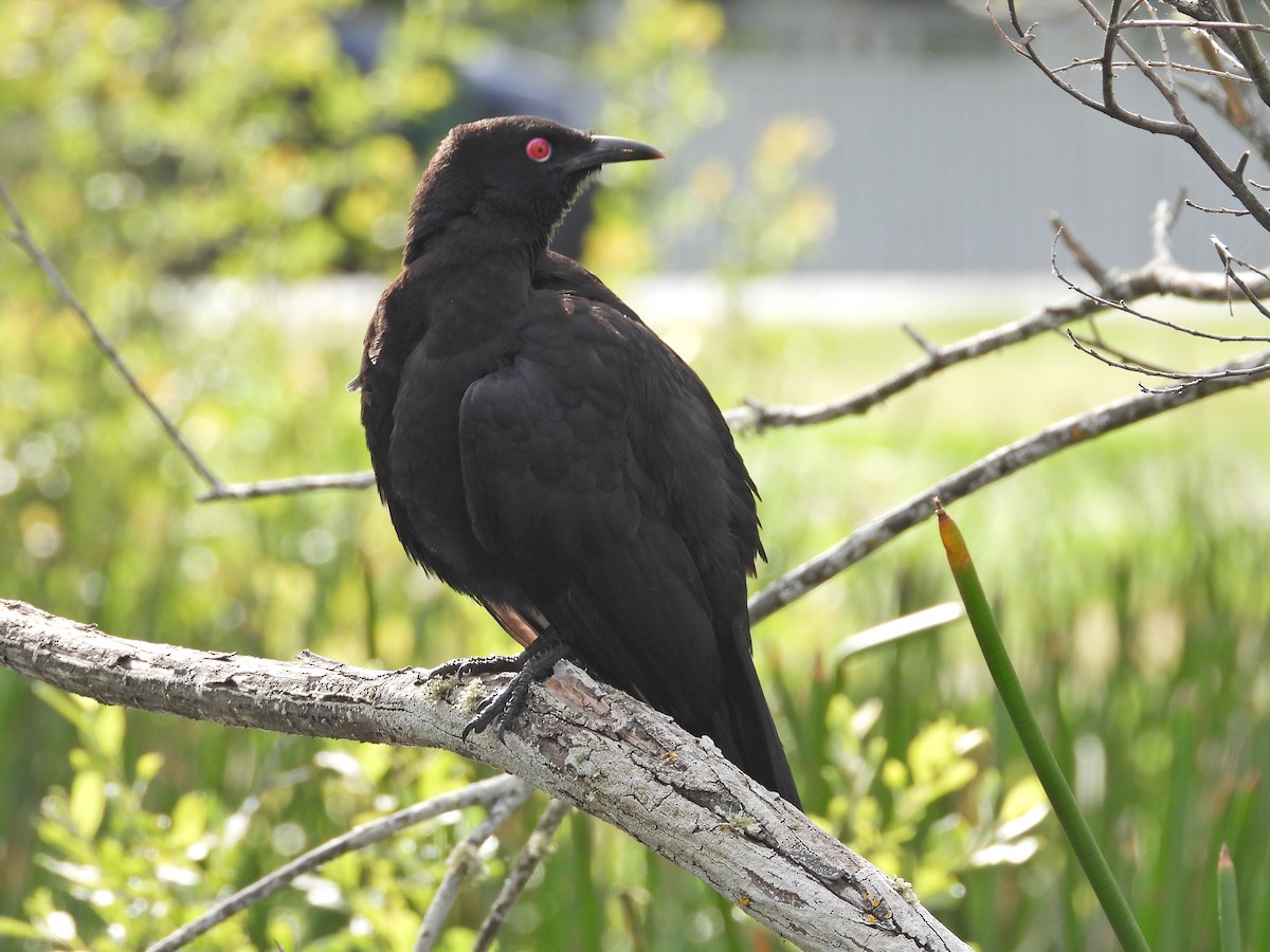White-winged Chough - ML645542706