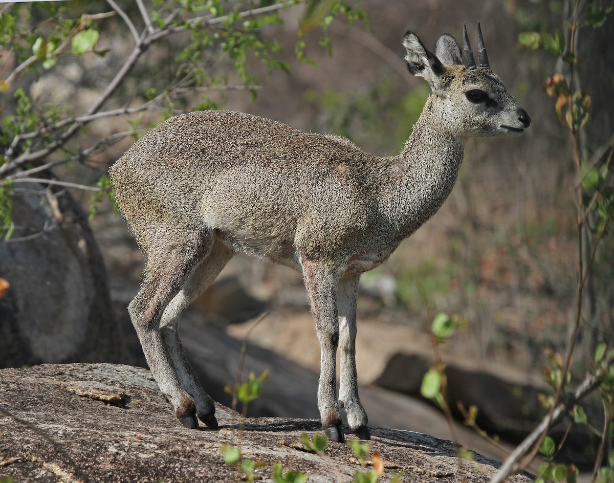 Klipspringer - ML645542707