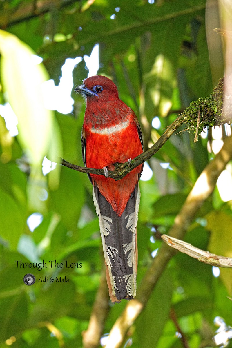 Red-headed Trogon - ML645542708