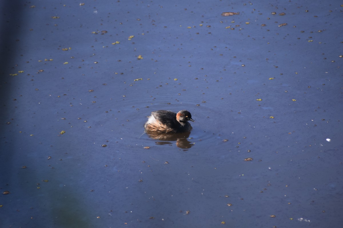 Australasian Grebe - ML645542709