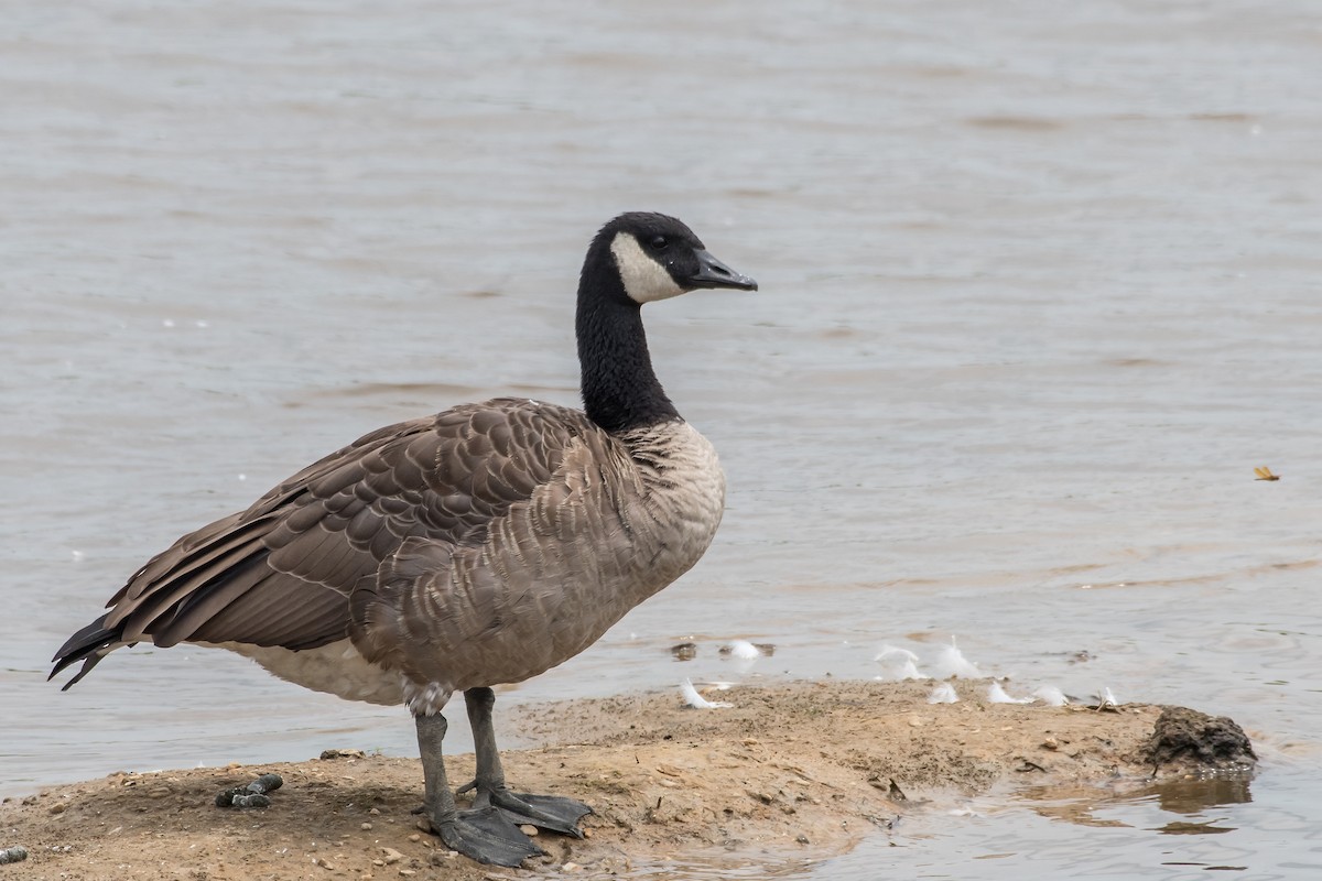 Canada Goose - ML64554271