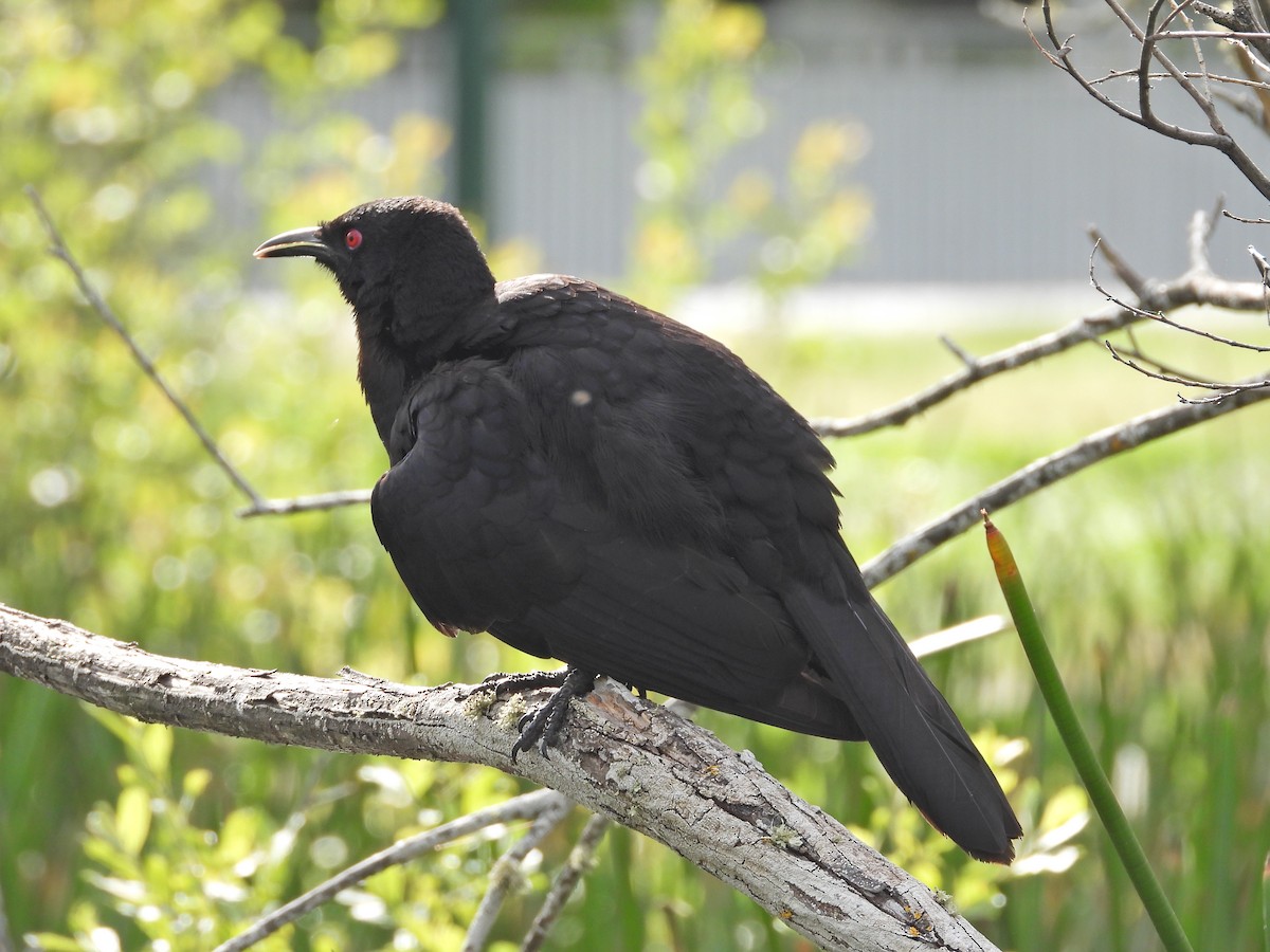 White-winged Chough - ML645542711