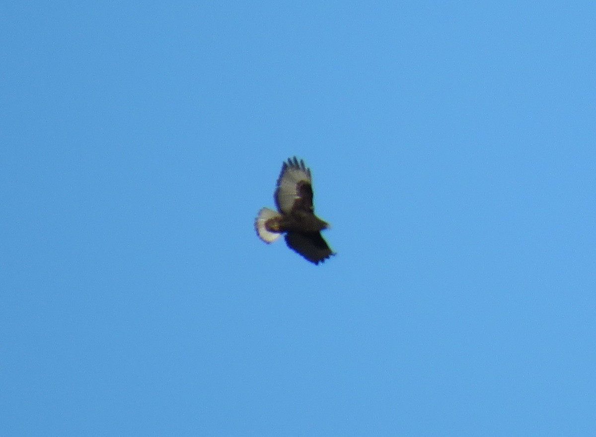 Red-tailed Hawk - ML645542713