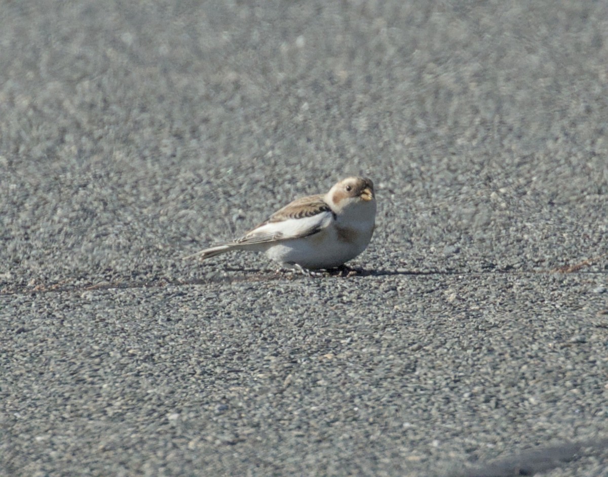 Snow Bunting - ML645542715
