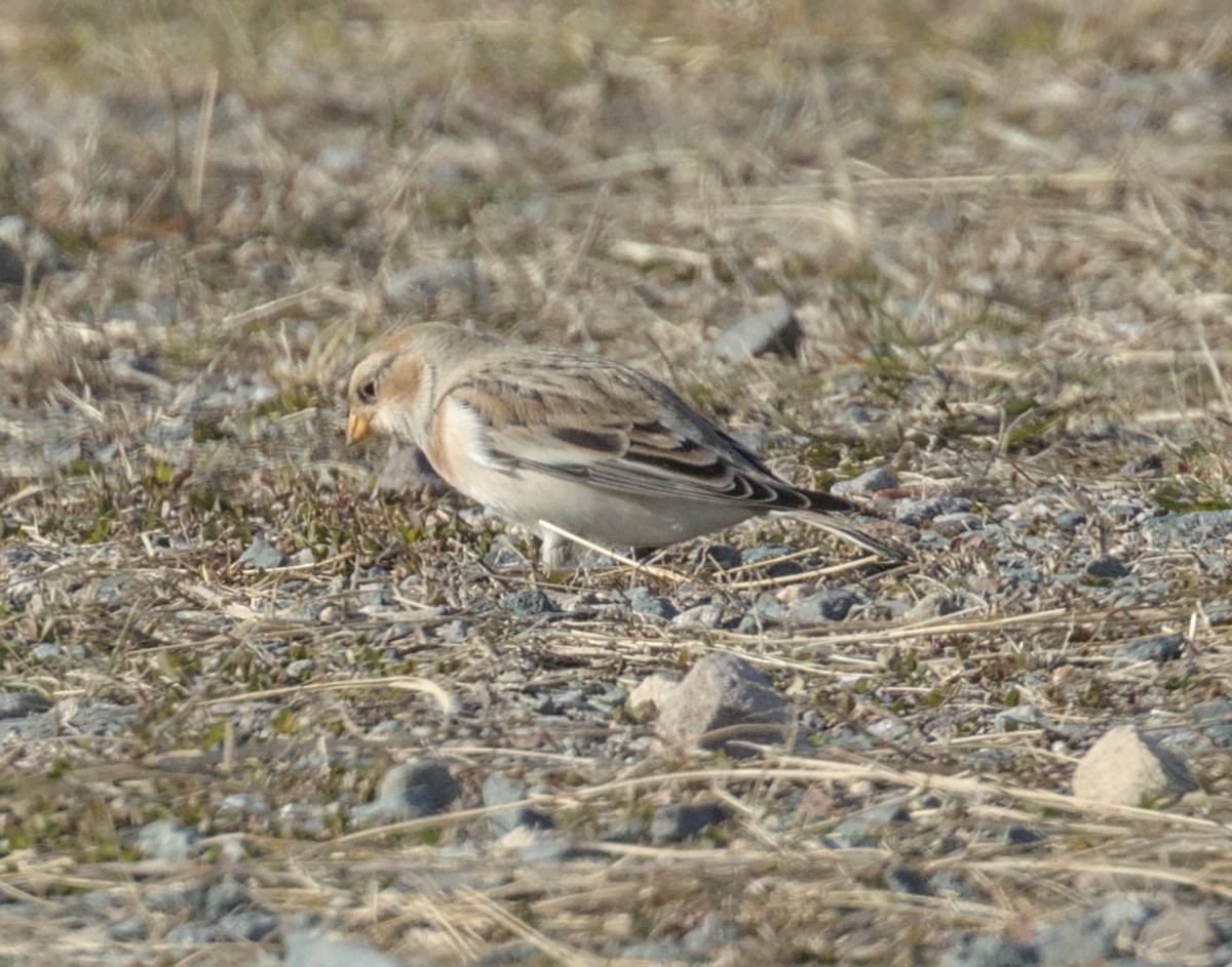 Snow Bunting - ML645542716
