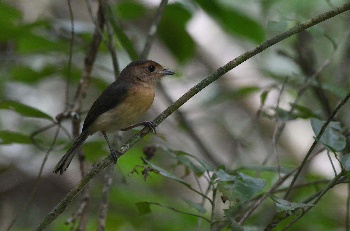 Gray-throated Chat - ML645542721