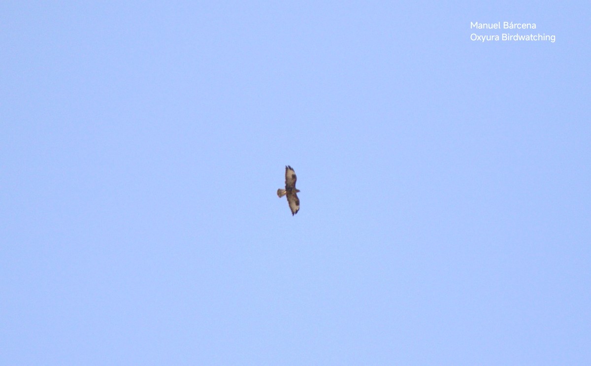 Long-legged Buzzard - ML645542722