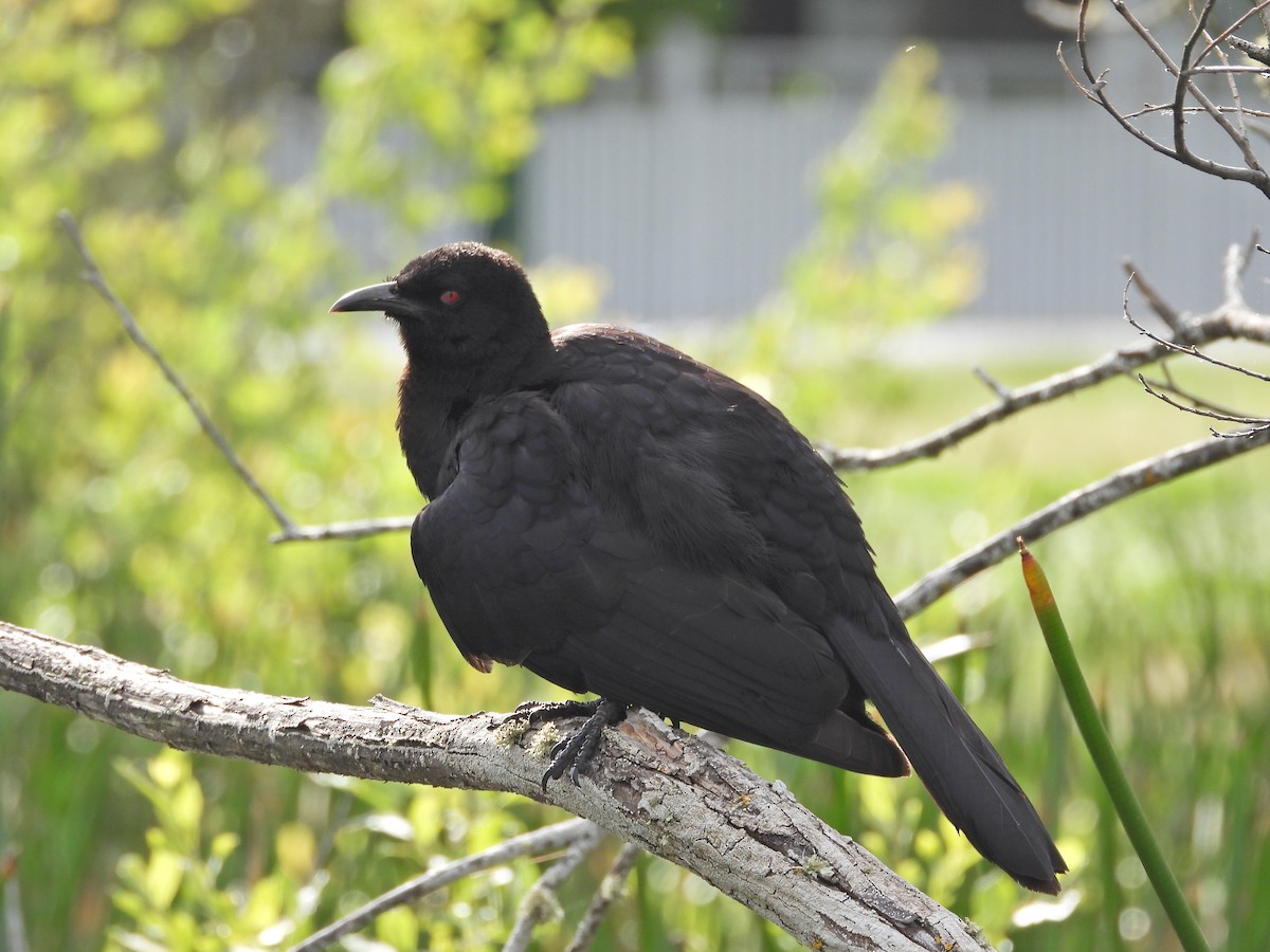 White-winged Chough - ML645542724