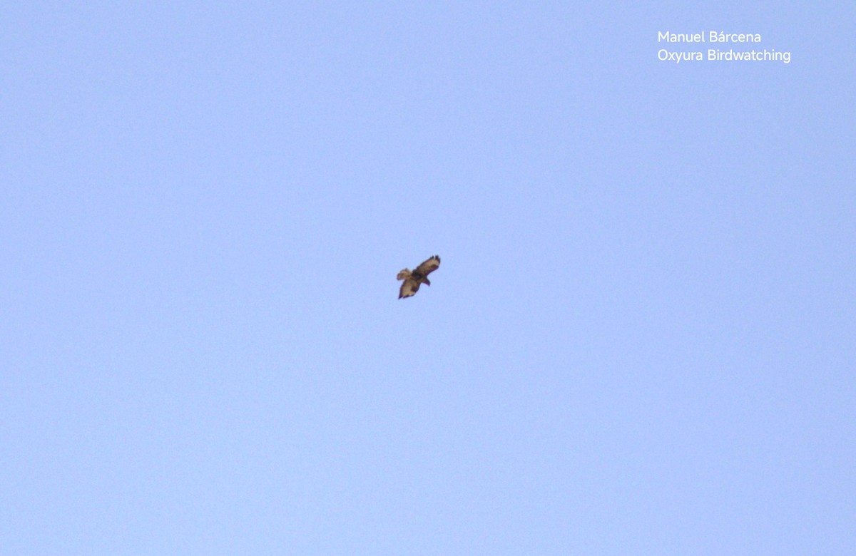Long-legged Buzzard - ML645542725