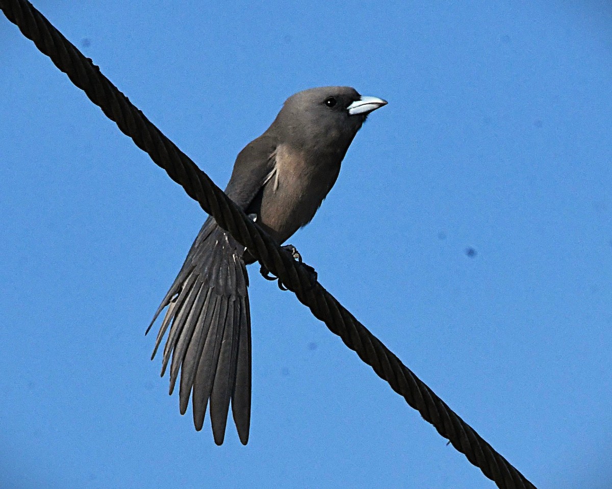 Ashy Woodswallow - ML645542727