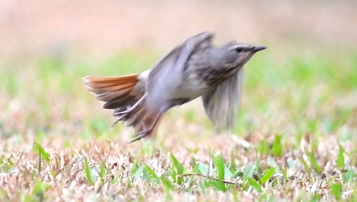 Red-throated Thrush - ML645542728
