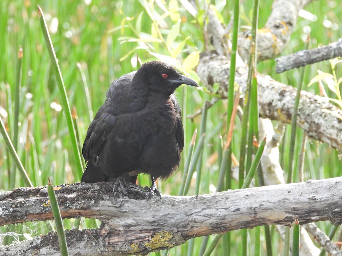 White-winged Chough - ML645542737