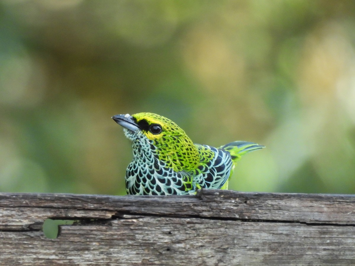 Speckled Tanager - ML645542739