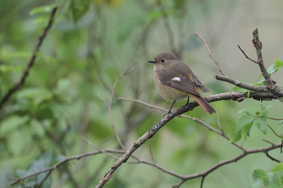 Daurian Redstart - ML645542741
