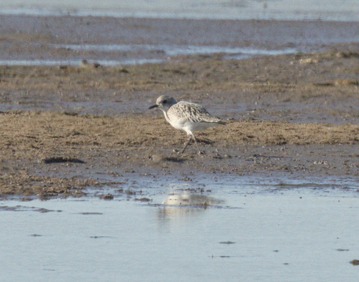 Black-bellied Plover - ML645542742