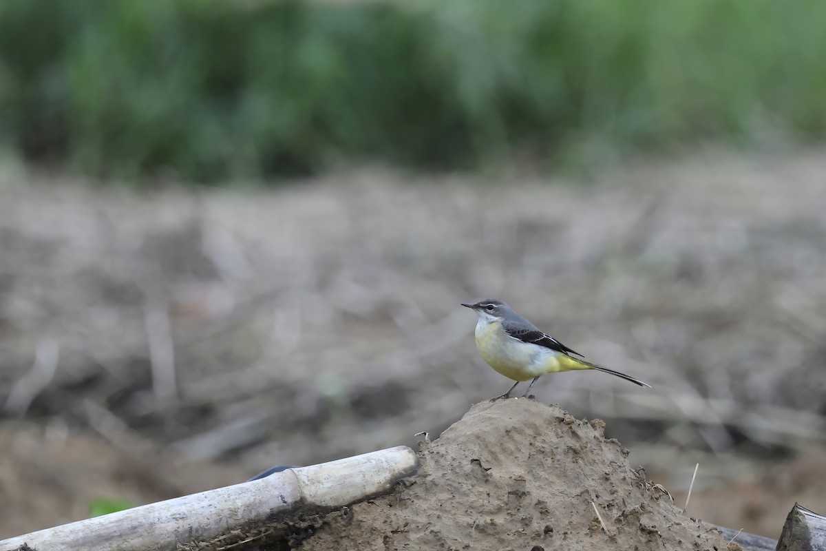 Gray Wagtail - ML645542744