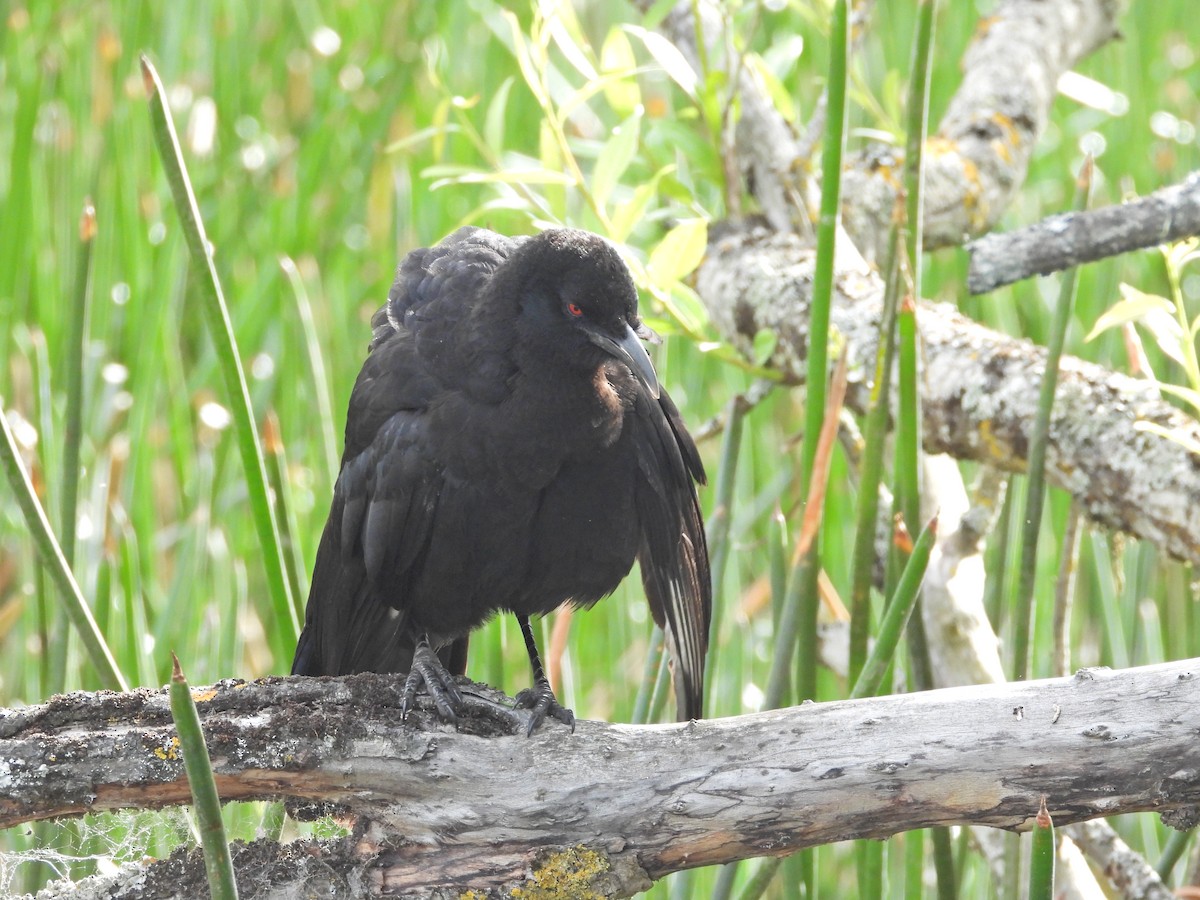 White-winged Chough - ML645542745