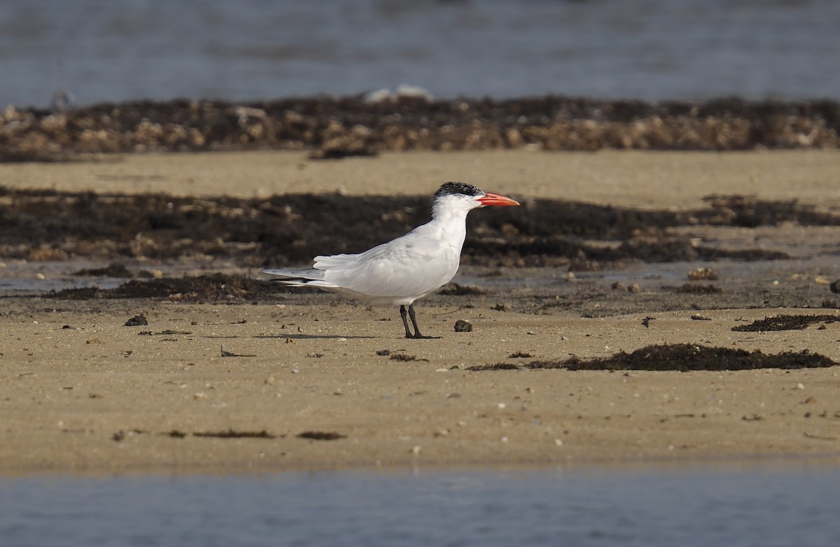 tern sp. - ML645542746