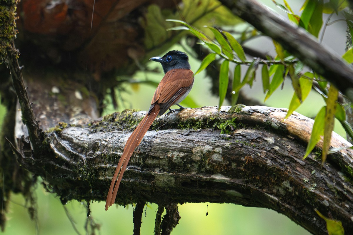 Amur/Blyth's Paradise-Flycatcher - ML645542747