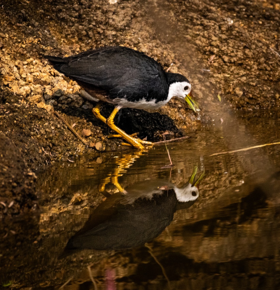 White-breasted Waterhen - ML645542748