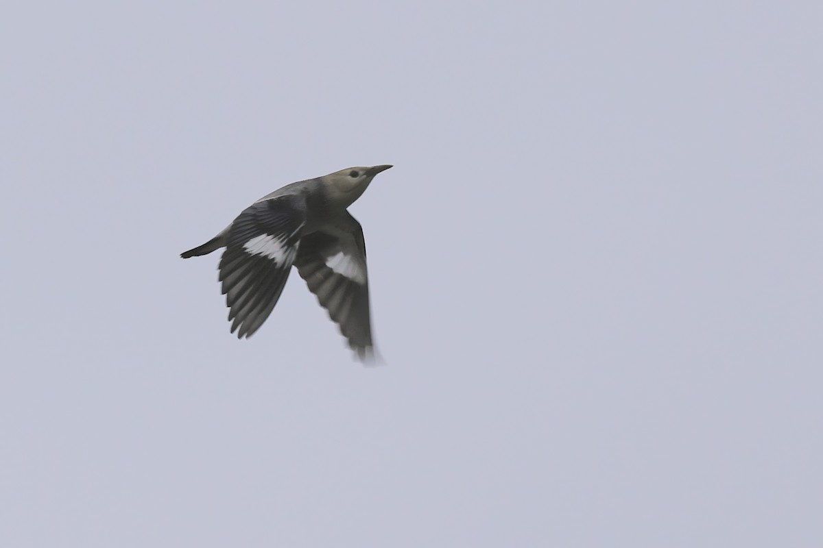 Red-billed Starling - ML645542749
